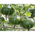 PU07 Jinli no.2 resistente a la enfermedad híbrido semillas de calabaza verde para plantar, 1.5 a 2 kg de peso, madurez temprana